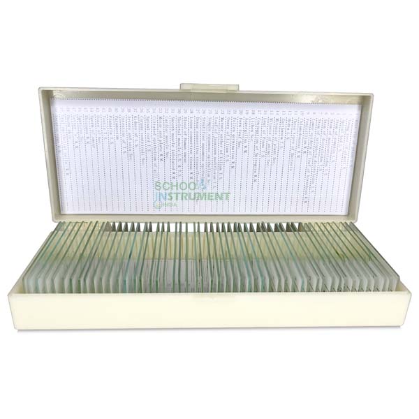 Basic Plant Anatomy Slide Set of 20